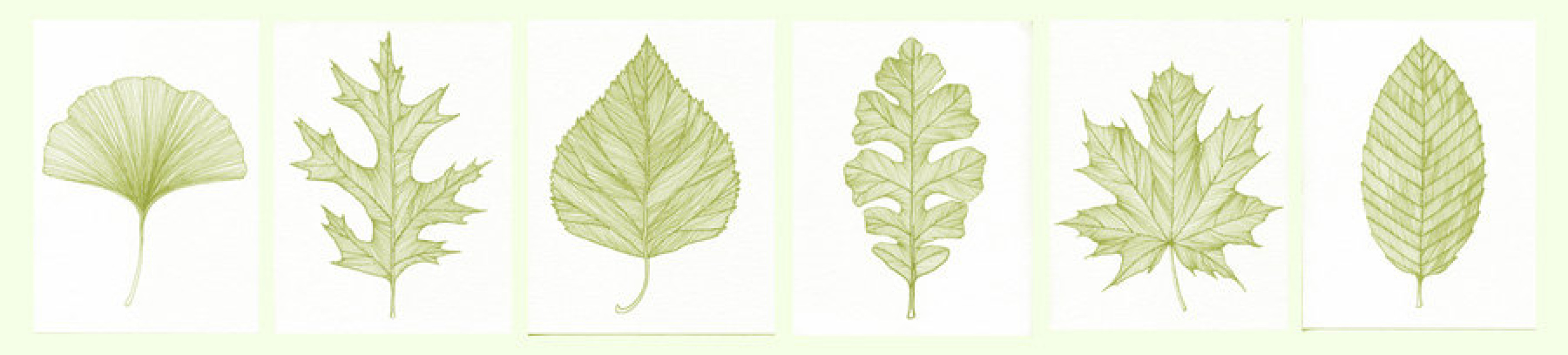Beech Leaf Print of original Pen and Ink Drawing - Green
